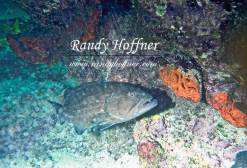 Big Grouper (2).jpg